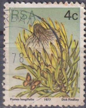 Stamps RSA 1977 Flora - Protea Plants