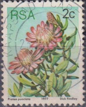 Stamps RSA 1977 Flora - Protea Plants