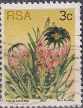 Stamps RSA 1977 Flora - Protea Plants