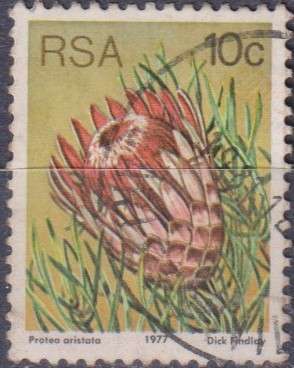Stamps RSA 1977 Flora - Protea Plants