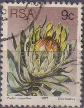 Stamps RSA 1977 Flora - Protea Plants