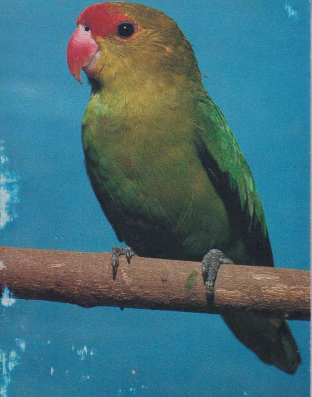 Post Card / Maxi Card Not used