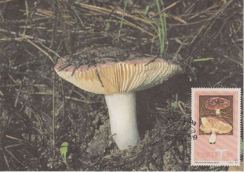 Post Cards / Maxi Card Not used