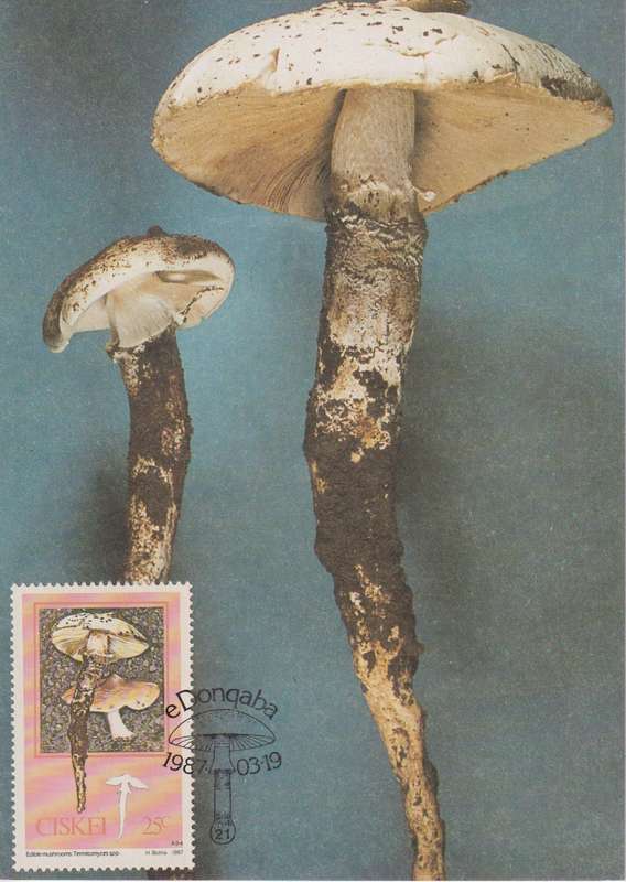 Post Cards / Maxi Card Not used