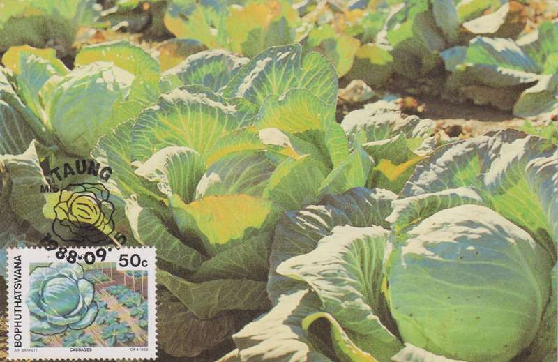 Post Cards / Maxi Card Not used