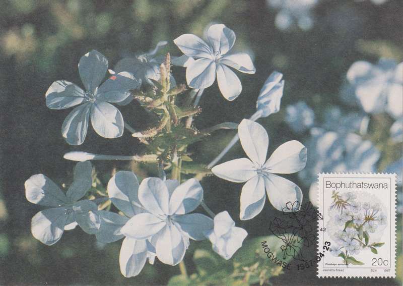 Post Cards / Maxi Card Not used