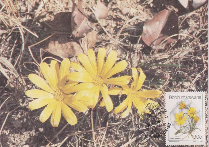 Post Cards / Maxi Card Not used