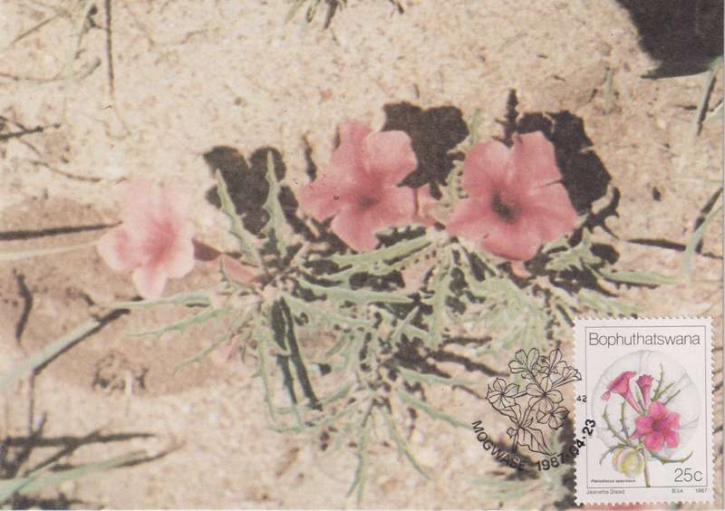 Post Cards / Maxi Card Not used
