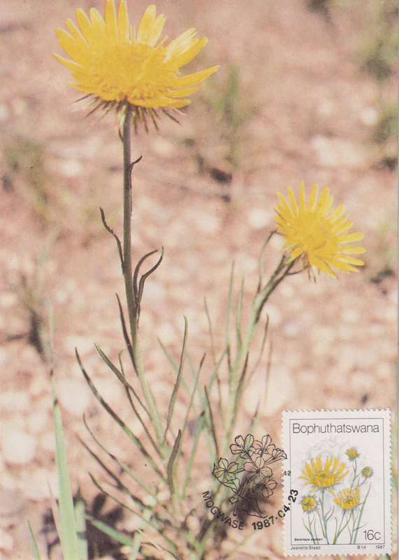 Post Cards / Maxi Card Not used