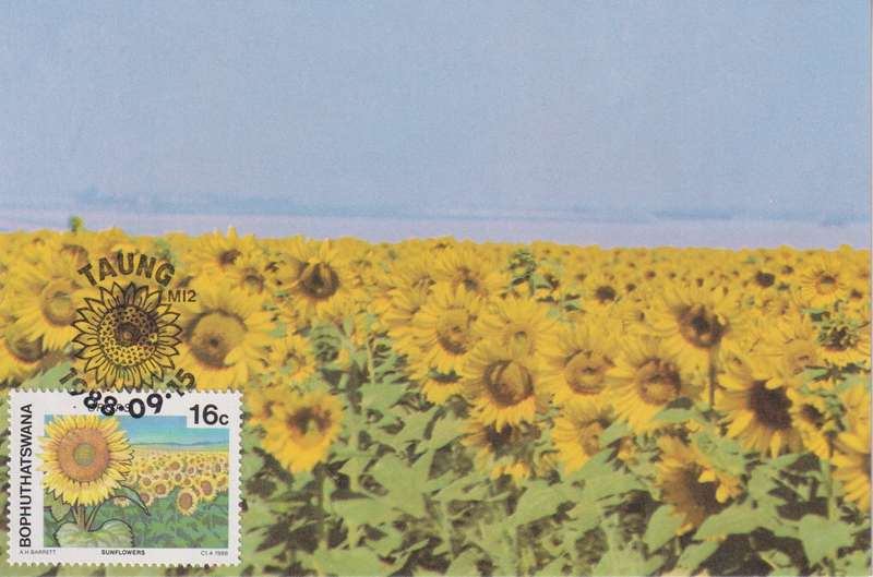Post Cards / Maxi Card Not used