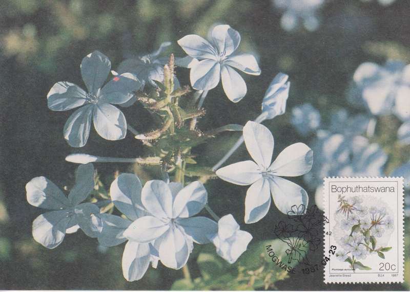 Post Cards / Maxi Card Not used