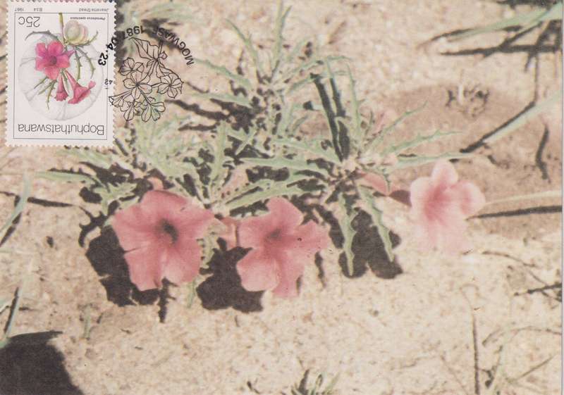 Post Cards / Maxi Card Not used