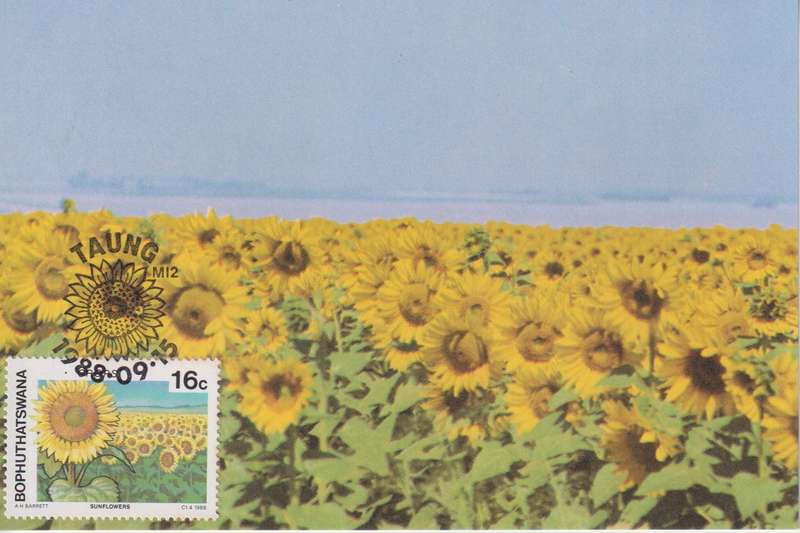 Post Cards / Maxi Card Not used