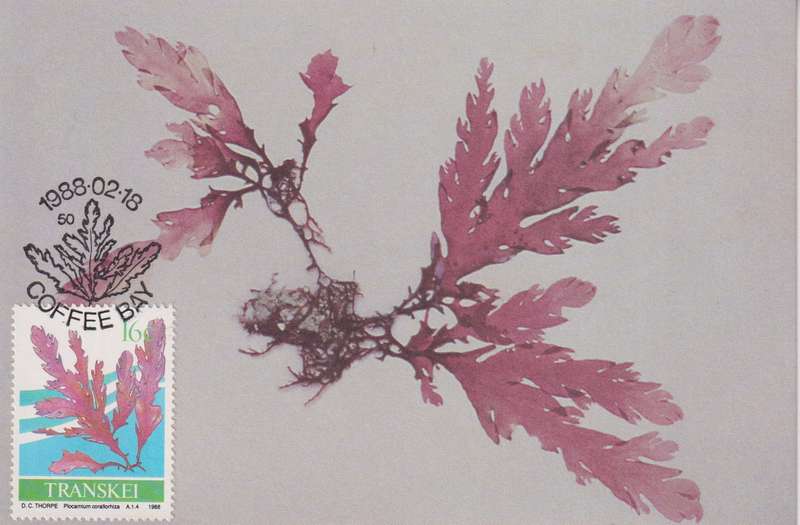 Post Cards / Maxi Card Not used