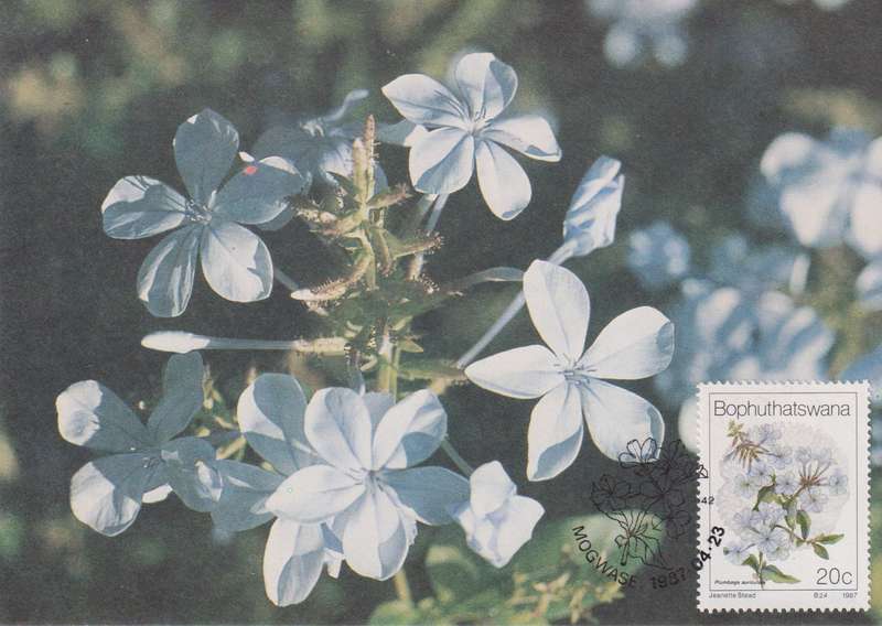 Post Cards / Maxi Card Not used