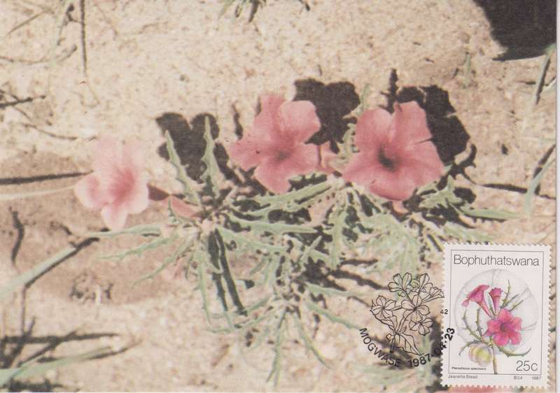 Post Cards / Maxi Card Not used