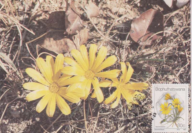 Post Cards / Maxi Card Not used