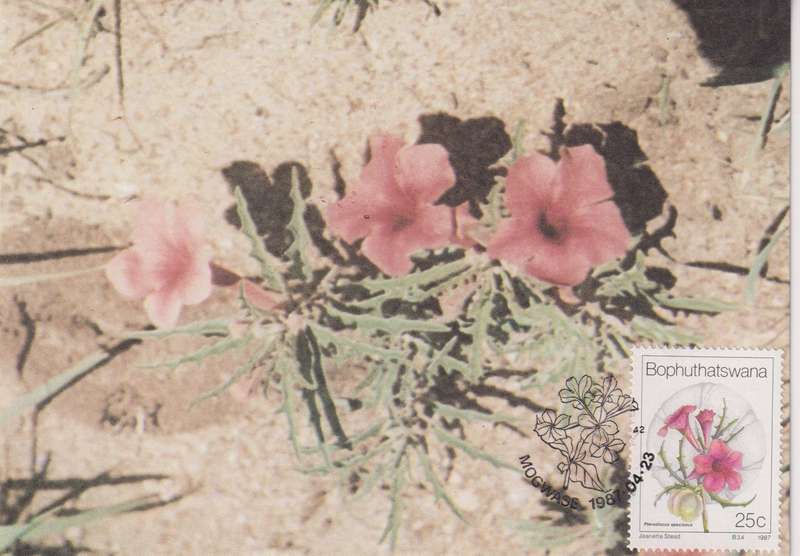 Post Cards / Maxi Card Not used