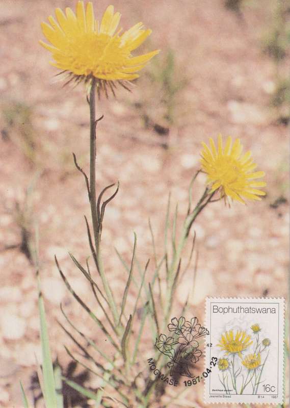Post Cards / Maxi Card Not used