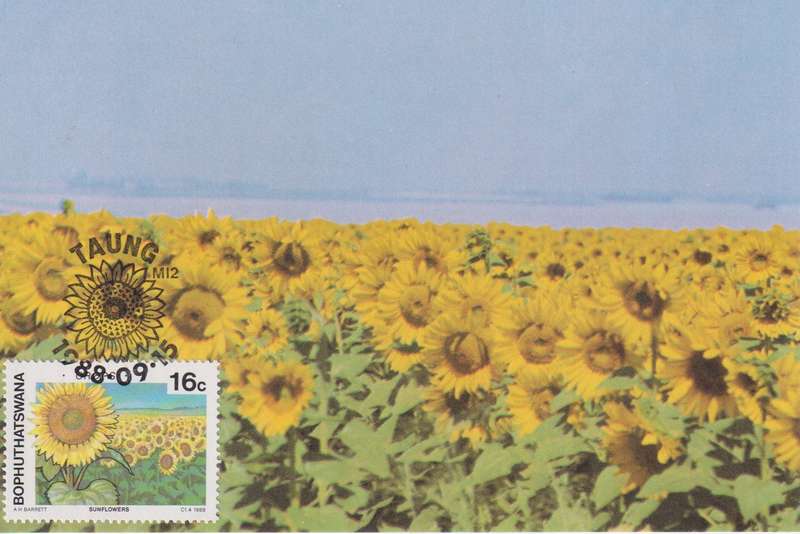 Post Cards / Maxi Card Not used