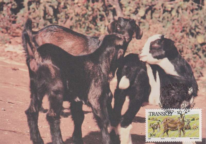 Post Cards / Maxi Card Not used