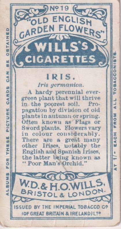 Cigarette Card Old English Garden Flower No. 19