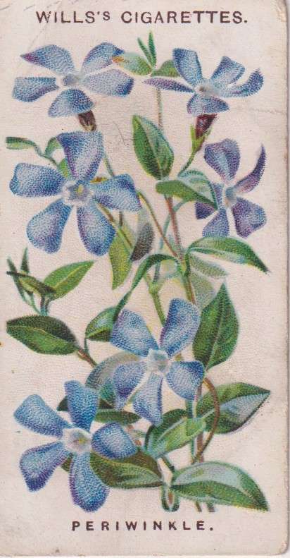 Cigarette Card Old English Garden Flower No. 20