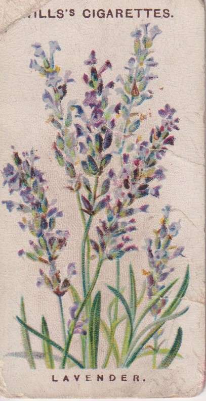 Cigarette Card Old English Garden Flower No. 21