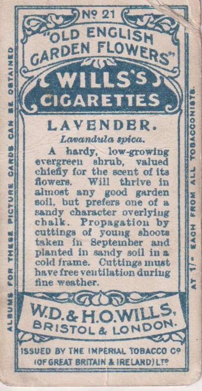 Cigarette Card Old English Garden Flower No. 21