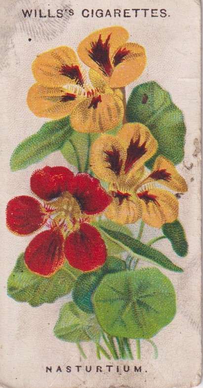 Cigarette Card Old English Garden Flower No. 22