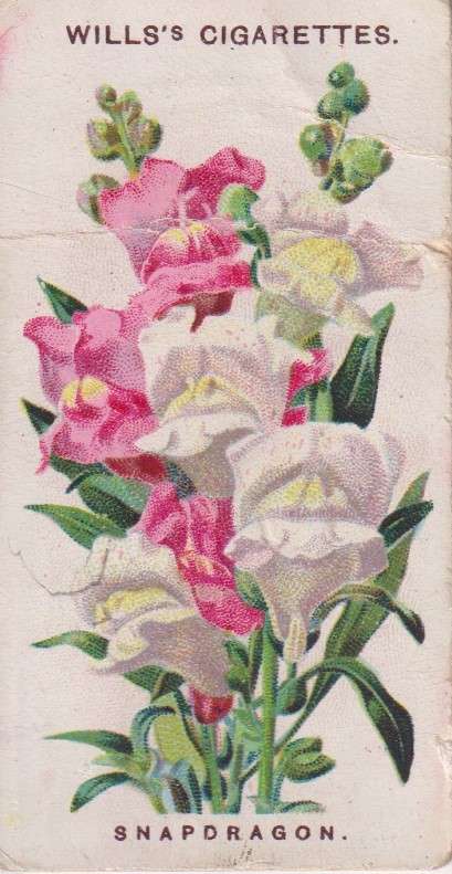 Cigarette Card Old English Garden Flower No. 23