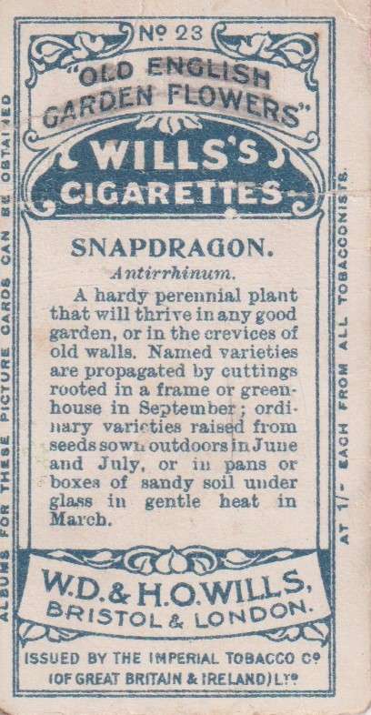 Cigarette Card Old English Garden Flower No. 23