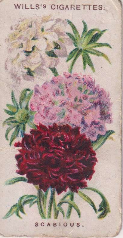 Cigarette Card Old English Garden Flower No. 24