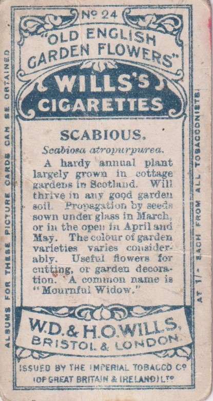 Cigarette Card Old English Garden Flower No. 24