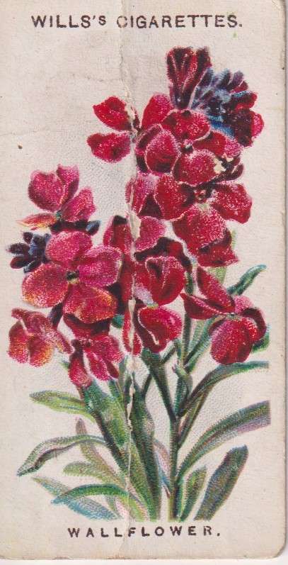 Cigarette Card Old English Garden Flower No. 26