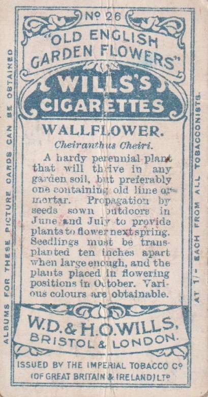Cigarette Card Old English Garden Flower No. 26