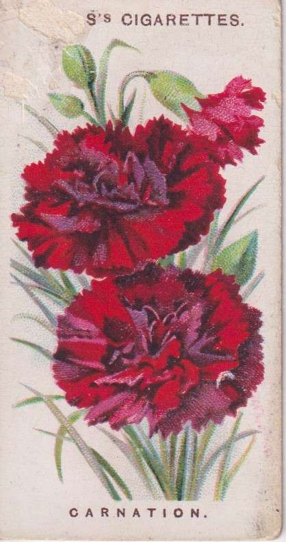 Cigarette Card Old English Garden Flower No. 27