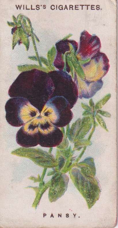 Cigarette Card Old English Garden Flower No. 30