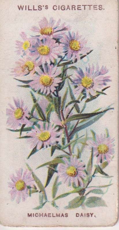 Cigarette Card Old English Garden Flower No. 34