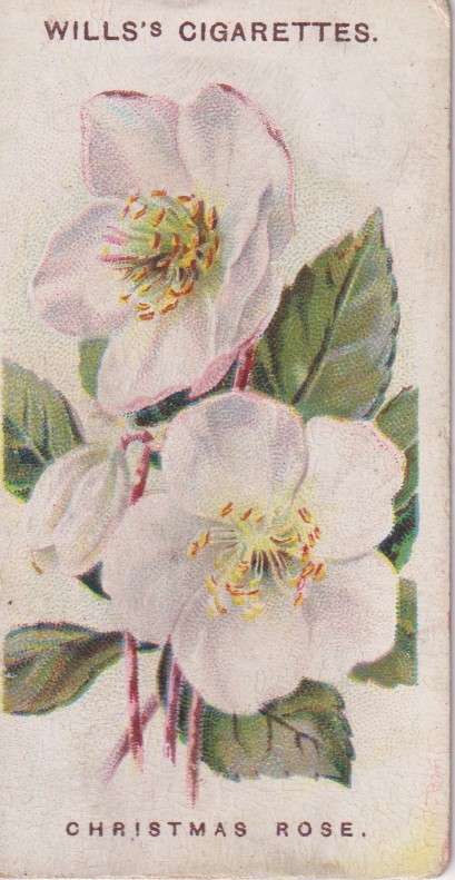 Cigarette Card Old English Garden Flower No. 35