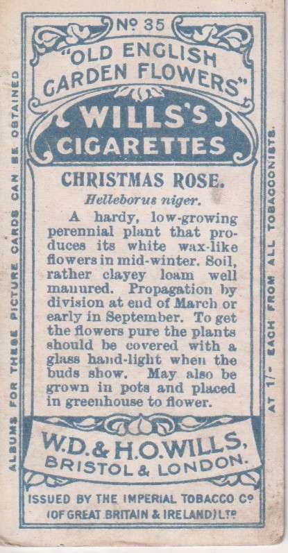 Cigarette Card Old English Garden Flower No. 35