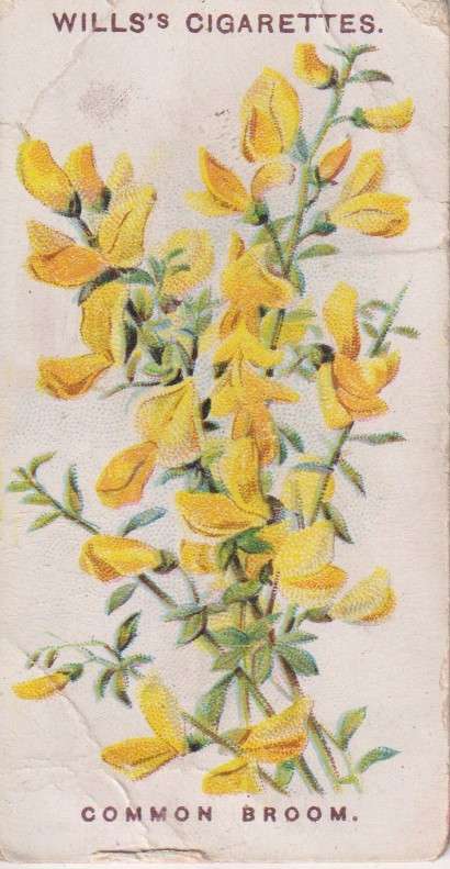 Cigarette Card Old English Garden Flower No. 36