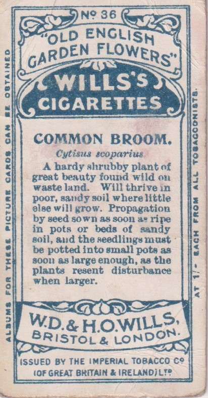 Cigarette Card Old English Garden Flower No. 36