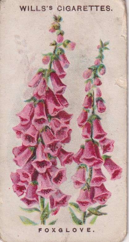 Cigarette Card Old English Garden Flower No. 40