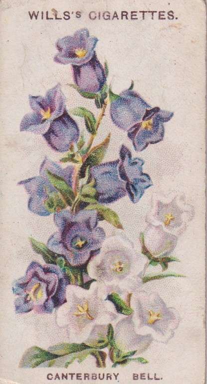 Cigarette Card Old English Garden Flower No. 43