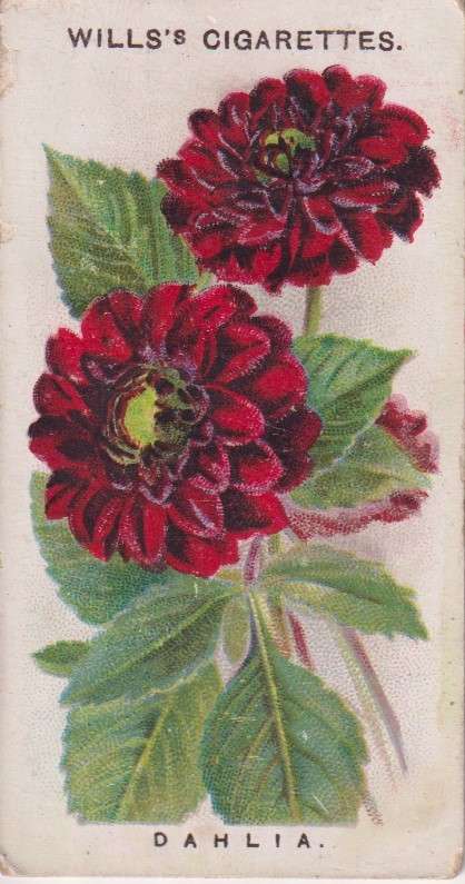 Cigarette Card Old English Garden Flower No. 7