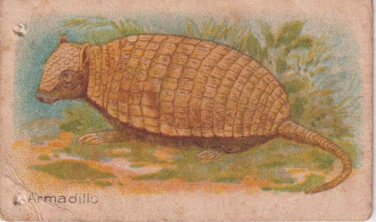 Cigarette Card  Africa Tabaco manufactures Limited Cape Town Animal  30