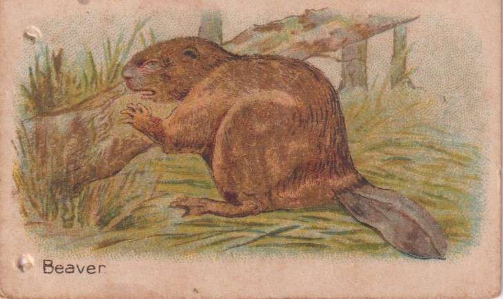 Cigarette Card  Africa Tabaco manufactures Limited Cape Town Animal  26