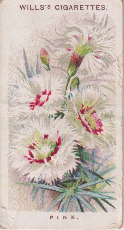 Cigarette Card Old English Garden Flower No. 46