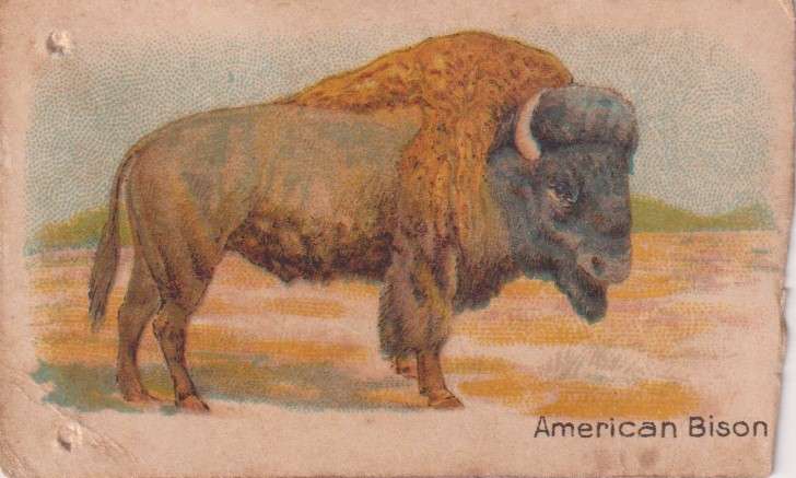Cigarette Card  Africa Tabaco manufactures Limited Cape Town Animal 20